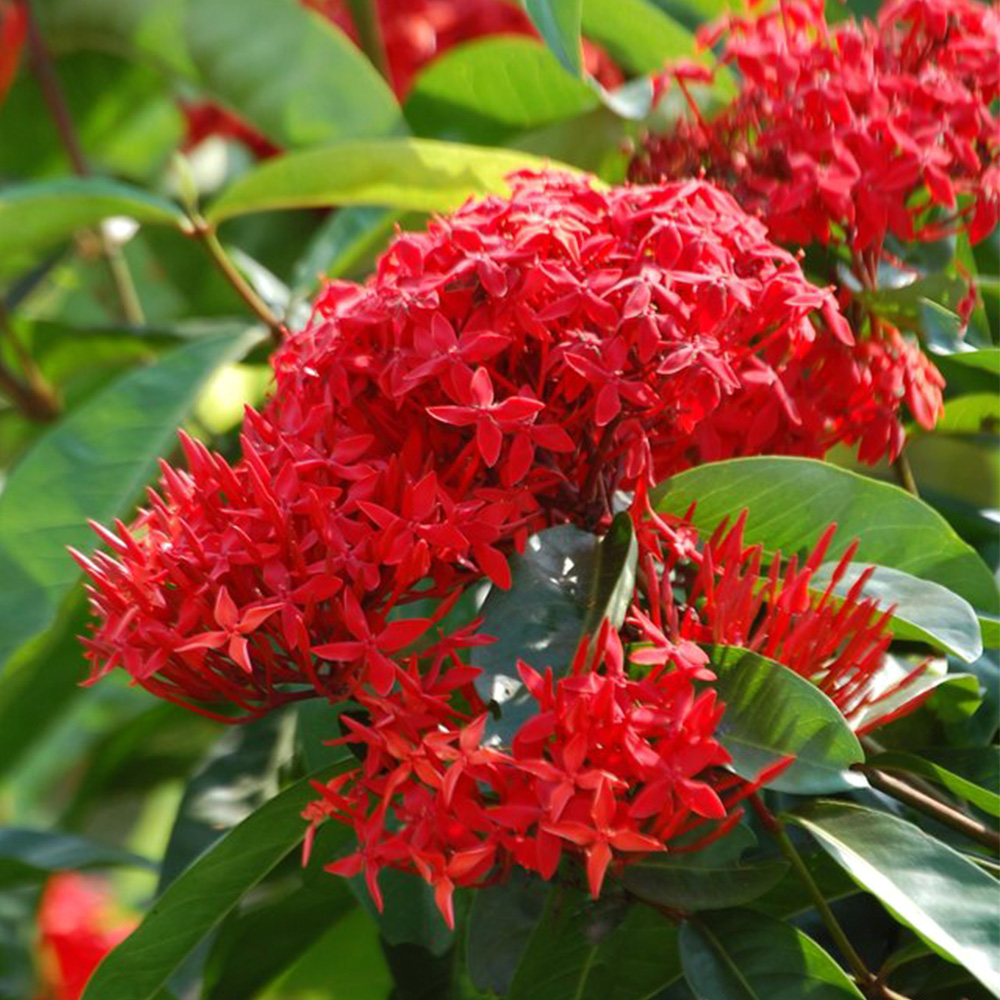 Ixora šarlatová