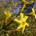 Jasminum_nudiflorum
