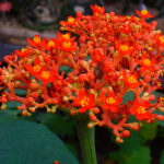 Jatropha_podagrica_002