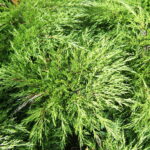 Juniperus_sabina_tamariscifolia