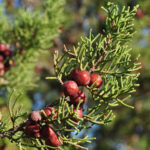 Juniperus_turbinata_1