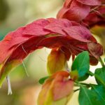 Justicia-brandegeeana-3