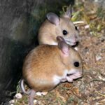 Hopping Mice