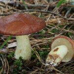 Körnchen-Röhrling_Suillus_granulatus_1