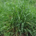Kweek_Elytrigia_repens