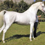 LaMirage_body07