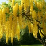Laburnumalpinum_ScotchLaburnum_tree001_1024x1024.jpg
