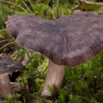 Lactarius picinus