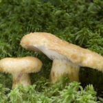 Lactarius repraesentaneus3