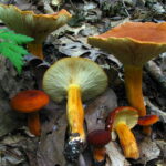 Lactarius_volemus_54887