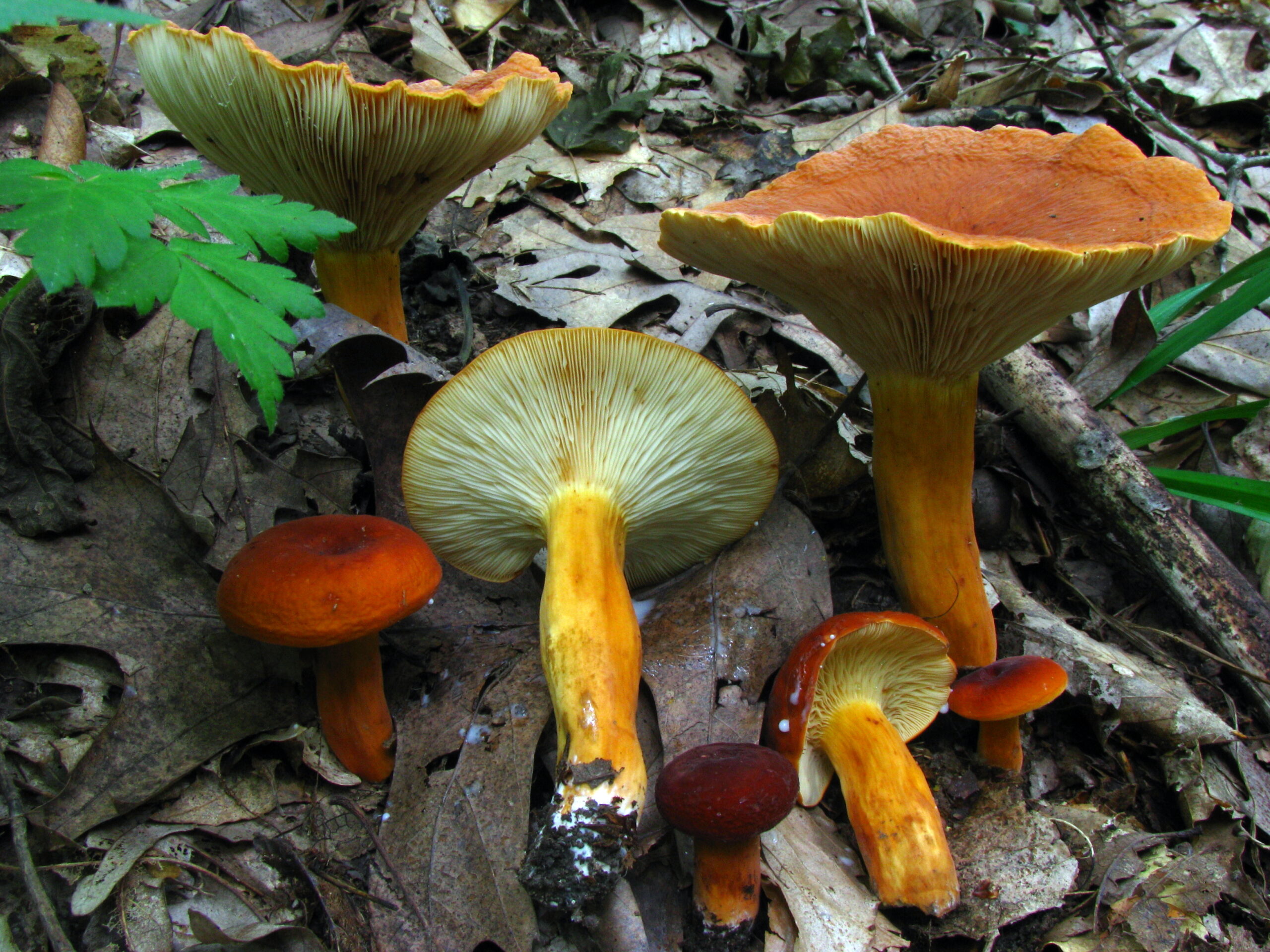 Ryzec syrovinka