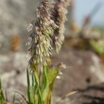 Lamarckia aurea