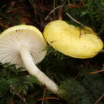 Lärchenschneckling_Hygrophorus_lucorum