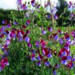 Lathyrus-odoratus-Sweet-Pea1