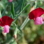 Lathyrus_clymenum1LEST