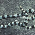 Laticauda colubrina