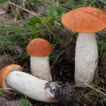 Leccinum rufum3