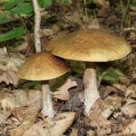 Leccinum_pseudoscabrum_2020_G1