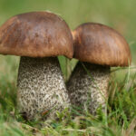 Leccinum_scabrum_18092009_crop