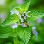 LemonBalm_Melissaofficinalis_plantwithpollinators001_1024x1024.jpg