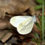 Leptidea morsei 1, Oostelijk boswitje, Saxifraga-Peter Gergely