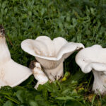 Leucopaxillus giganteus