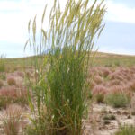 Elymus cinereus