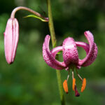 Lilium_martagon_Kakskerta