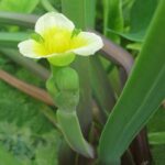 Limnocharis_flava_03