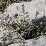 Limonium_cancellatum_69992411