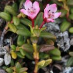 Skalenka poléhavá Loiseleuria_procumbens_Kilpisjärvi_2012-07