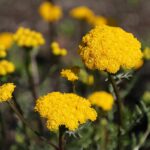 Lonas_annua_JRVdH_02