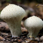 Lycoperdon+perlatum+1