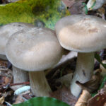Lyophyllum_decastes_071012