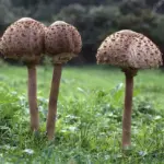M8321-Lepiota-procera.jpg