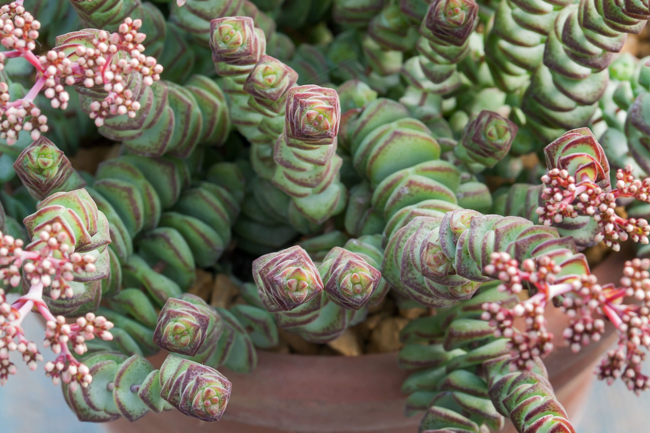 Crassula