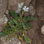 _MG_5475 Silene bourgeaui (canutillo gomero)