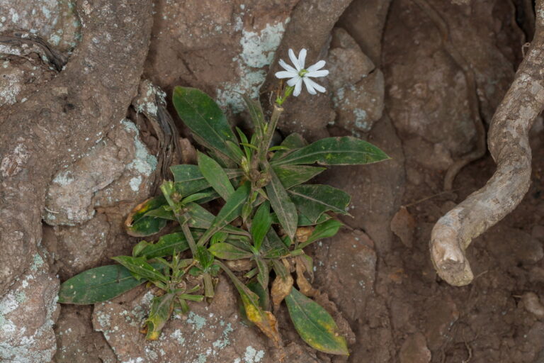 Silenka gomerská _MG_5475 Silene bourgeaui (canutillo gomero)