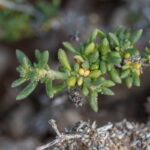 _MG_7513 Herniaria canariensis