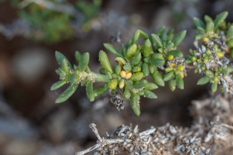 _MG_7513 Herniaria canariensis