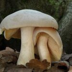 MOT36d72c_ojenka_olovova_Entoloma_sinuatum_2