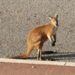 Macropus robustus