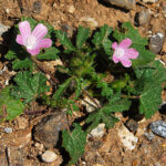 Malva cretica
