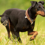 Beauty Manchester Terrier dog runs over a green meadow in spring