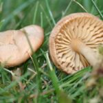 Marasmius_oreades_garden_050829B