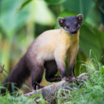 Martes_flavigula,_yellow-throated_marten