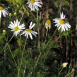 Matricaria perforata – nedieèa trirobka
