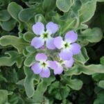 Matthiola_tricuspidata2