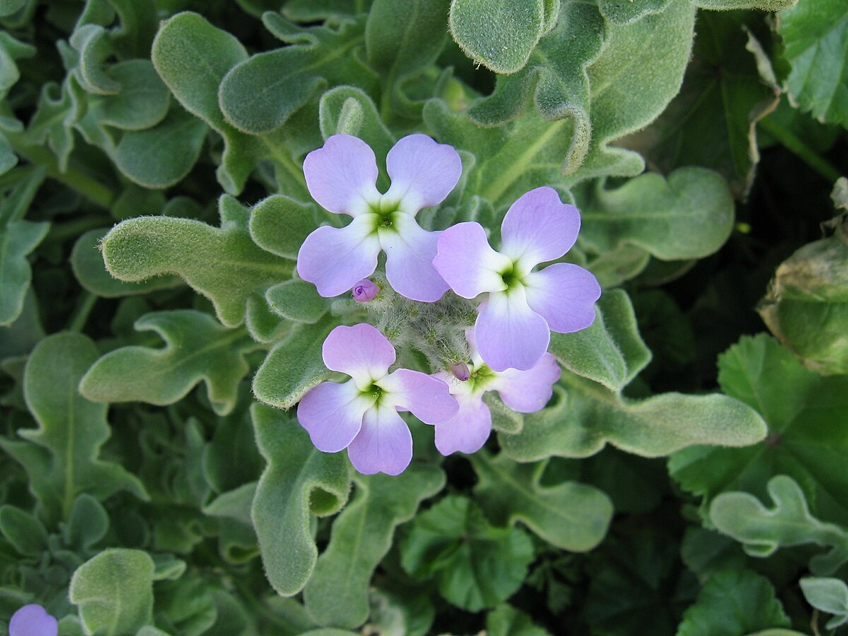 Matiola trojrohá