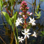 Menyanthes_trifoliata_Bukkeblad